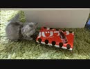 もふもふ子猫・ラル　穴（箱）があったらどうしても入りたい