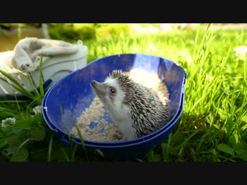 ハリネズミのビビ、公園で遊ぶ　の巻