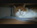 【#250】 走り回りながら　【猫万歳】