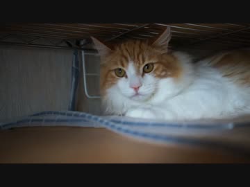 【#250】 走り回りながら　【猫万歳】