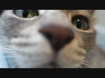 【モアクリ】 洗濯機ネコ２