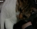 うちのぬこの日常