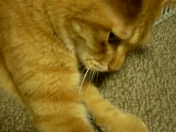 拾いねこ＠生後737/704日　疲れたー