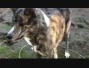【秋田犬】荒ぶった後は…【海くん】