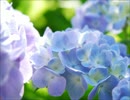 【全部声】夏恋花 II（アカペラ）