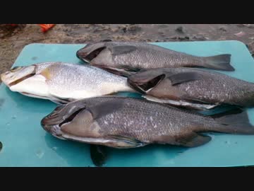 【釣り】釣りへ行こう！part1-3【アウトドア】