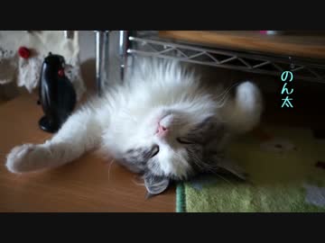 【#251】 大の字とか　【猫万歳】