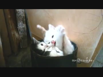 ブーツにぎゅうぎゅう詰めになった子猫ちゃん