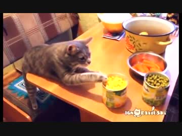 タブーを犯してしまう猫達