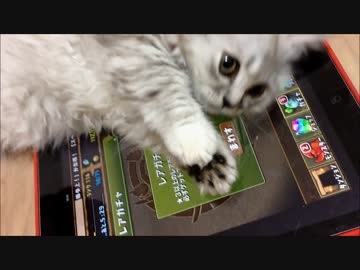 子猫ラルにパズドラのゴッドフェスを引いてもらった
