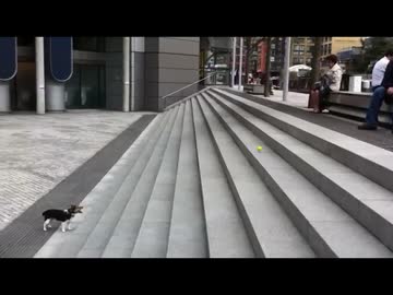 １人で完結！階段でボール遊びする犬が天才だった！