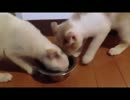 譲り合いながらご飯を食べる猫