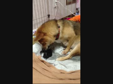 【豆柴】よもぎちゃんの出産【よもぎ】