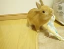 なかよし！うさぎ＆インコ