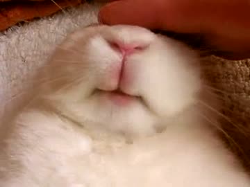 兎のお口