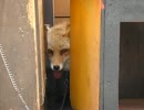 【蔵王キツネ村】カリカリカリカリカリカリ