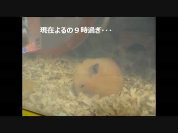 キンクマ・すずさんのうたた寝