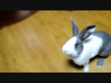 ぐるぐるまわるうさぎ