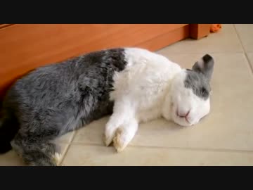 お風呂うさぎのCloodyくん、おやすみ中