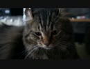 【#253】 似たもの姉弟　【猫万歳】