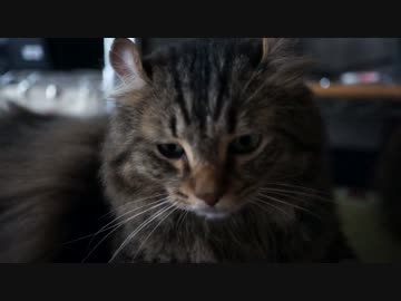 【#253】 似たもの姉弟　【猫万歳】