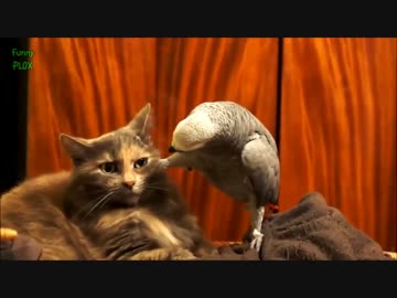 面白いオウム迷惑な猫