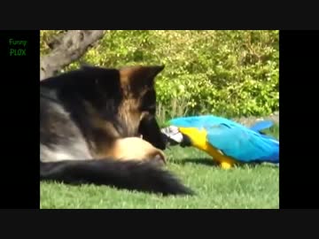 面白いオウムと迷惑な犬