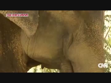 虐待５０年、解放されたゾウが「涙」流し話題に　インド