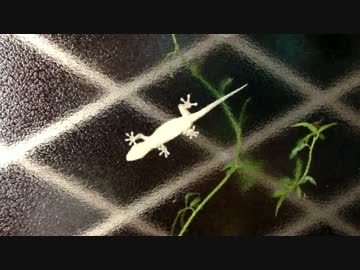 ヤモリが捕食するだけの動画