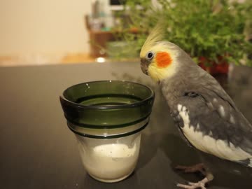 コップ好き好きオカメインコ