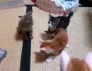 【保護猫】遊べや遊べ【六粒】