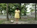 【春猫】おじゃま虫【踊ってみた】