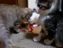【保護猫】つぶつぶ【六粒】
