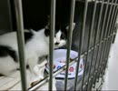 川から救出された子猫の里親募集中！