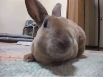 うちのうさぎ［抱っこしてメシ食って抱っこして］