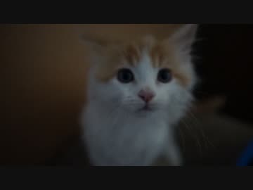 【#254】 シャンプー後　【猫万歳】