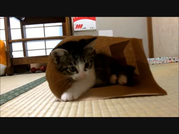 子猫ミルキー　遊んだり拝まれたり　
