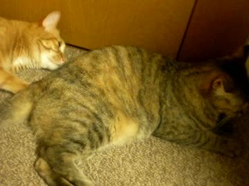 拾いねこ＠生後741/708日　仲良しさんで羨ましい