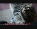 【#255】 お腹の毛　【猫万歳】