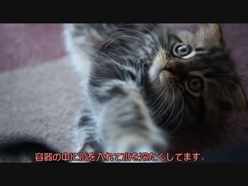 【#255】 お腹の毛　【猫万歳】