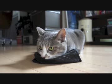 【モアクリ】 借りてきたネコ