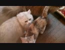 うちの猫のご飯の要求が可愛すぎる
