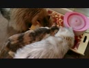 うちの猫がご飯食べてる姿をひたすら撮る