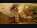 もふもふのうちの猫が暇そうにしている