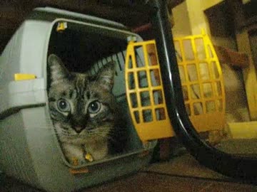 ママの誕生日に留守番で拗ねるジャンくん