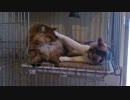 うちの猫がじゃれてるとこ撮ってたらハプニング動画になったww