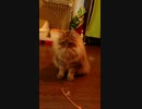 うちの猫の遊ぶ姿がもふもふおデブで可愛すぎて鼻血でそう