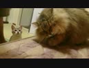 もふもふのうちの猫と遊んでたらなんか飛んできてハプニング(ﾟДﾟ )