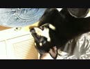膝の上で遊ぶ黒柴がかわいい
