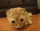ボクシングぬこ